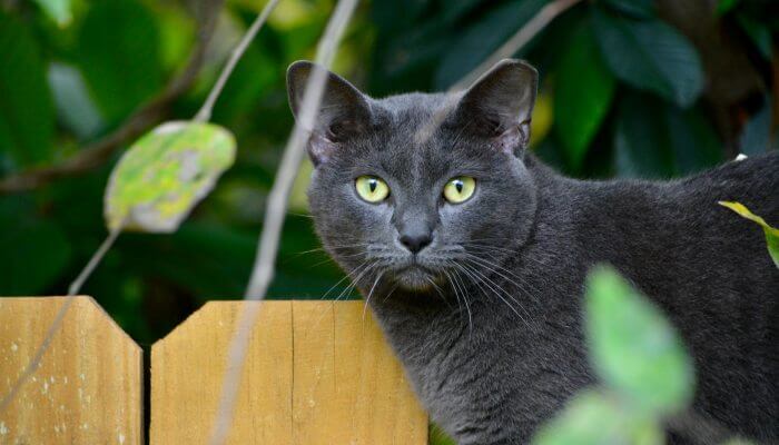 hermoso gato azul ruso en el jardin