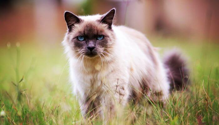 gato birmano paseando en exteriores