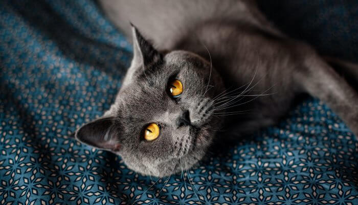 gato britanico de pelo corto acurrucado en la cama