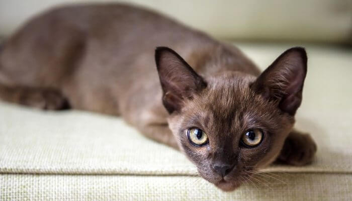 hermoso gato burmes sobre el sofa