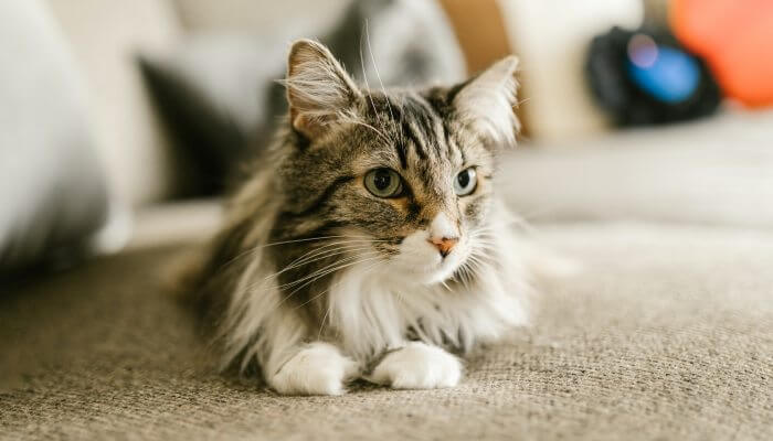 gato maine coon acostado en el sofa