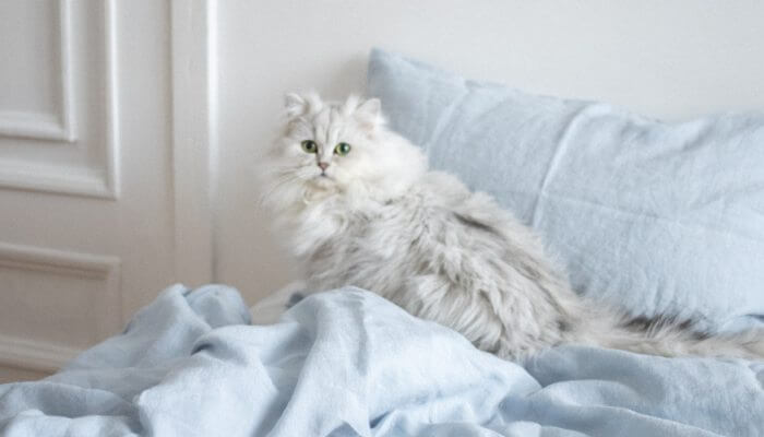 gato persa blanco sobre la cama
