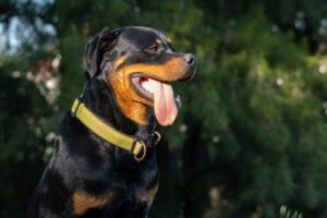 perro rottweiler sentado con lengua afuera