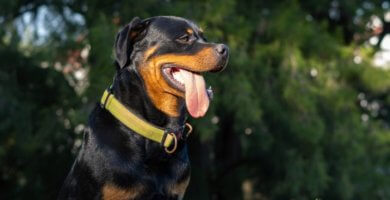 perro rottweiler sentado con lengua afuera
