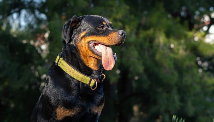 perro rottweiler sentado con lengua afuera