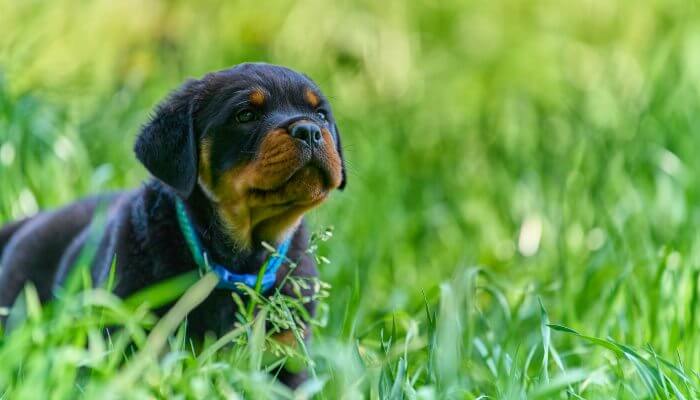 cachorro rottweiler joven con collar azul