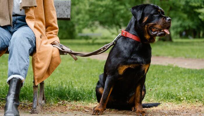 rottweiler atado con correo junto a dueno