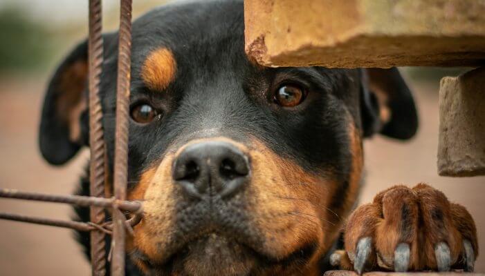 perro rottweiler mirando fijamente