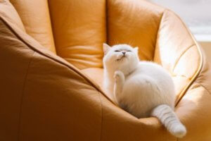 gato blanco descansando en butaca