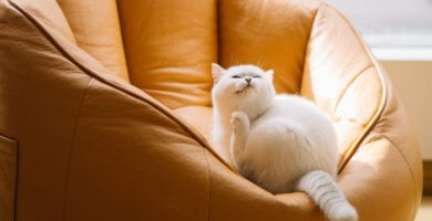 gato blanco descansando en butaca