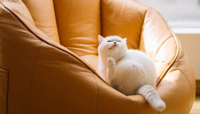 gato blanco descansando en butaca