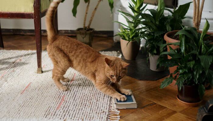gato jugando con libro en el piso