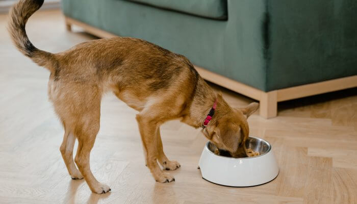 perro comiendo de su tazon