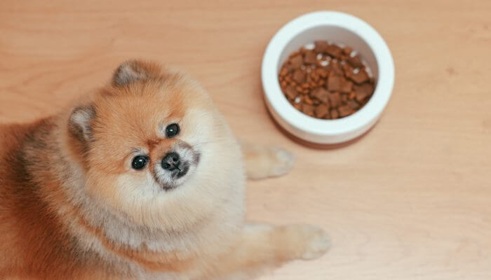 perro pomerania junto a tazon lleno de comida