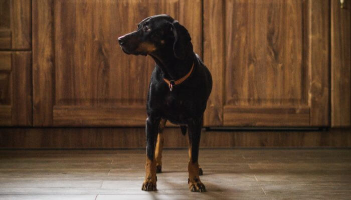 perro negro parado en la cocina