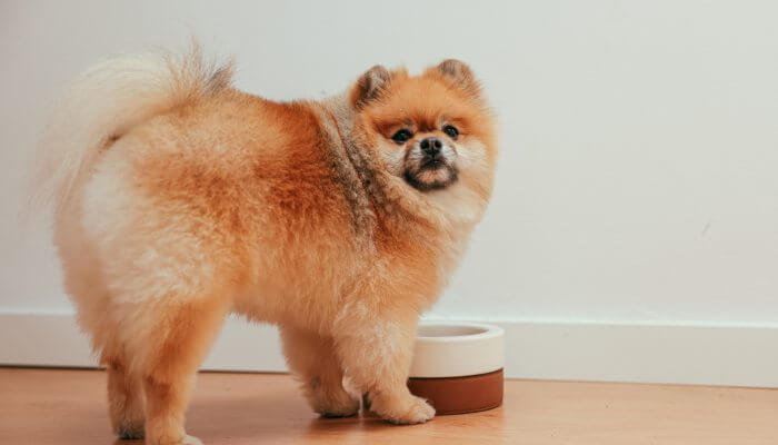 perro peludo frente a su tazon