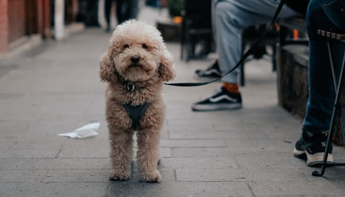 perro caniche toy con correa en la calle