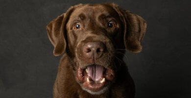 perro marron con cara de susto