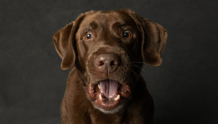 perro marron con cara de susto