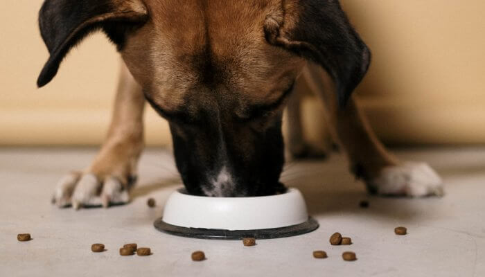 perro comiendo croquetas en su tazon