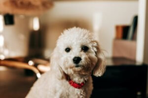 caniche toy con collar rojo