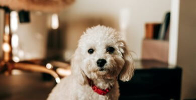 caniche toy con collar rojo