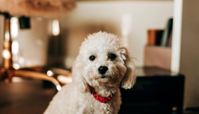 caniche toy con collar rojo