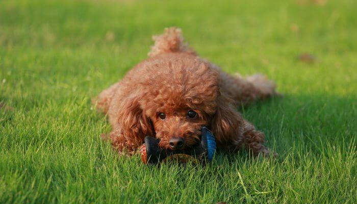 caniche toy albaricoque jugando en el cesped