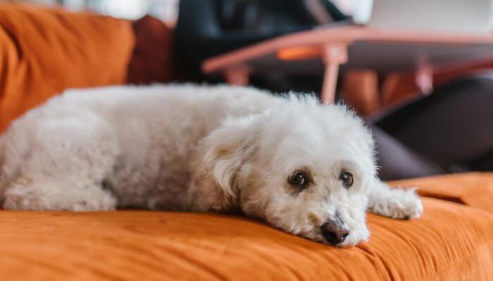 caniche toy blanco acostado en sofa