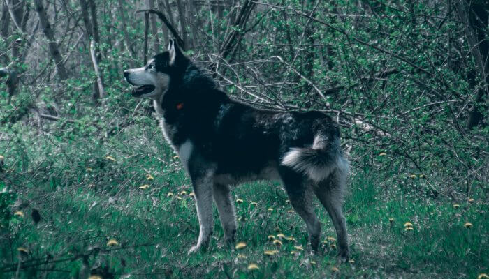 perro husky siberiano en el bosque
