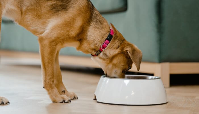 perro comiendo de un tazon blanco