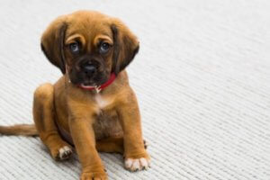 cachorro leonado con collar rojo