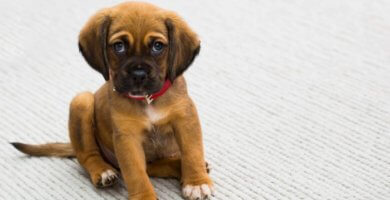 cachorro leonado con collar rojo