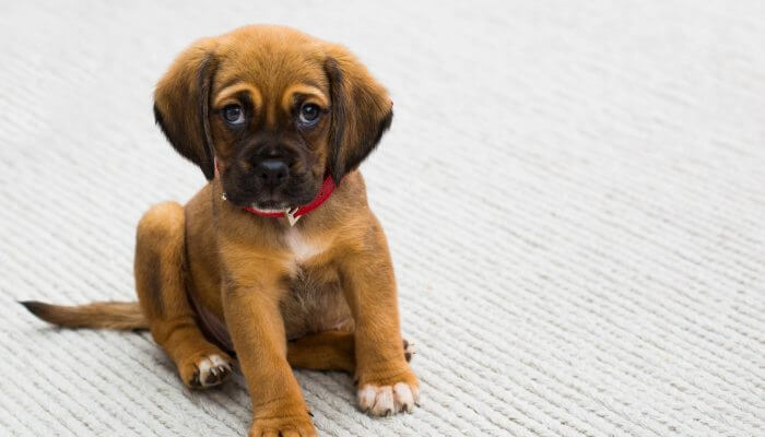 cachorro leonado con collar rojo