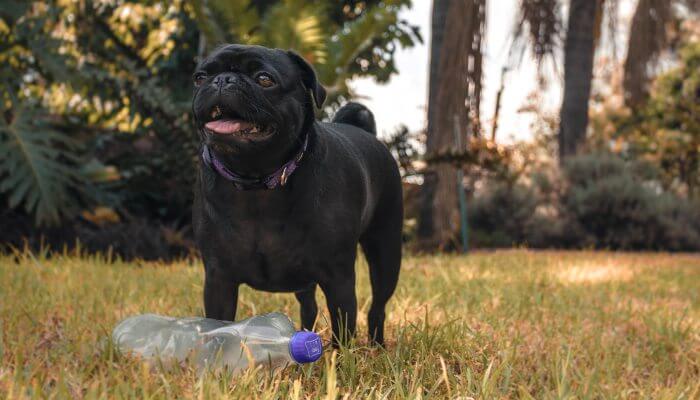 pu negro jugando en el cesped