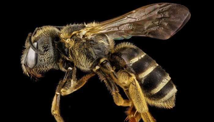 imagen detallada de una abeja
