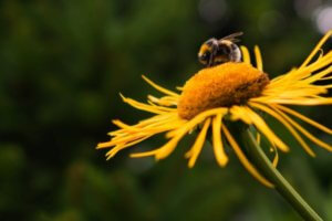 abeja posada sobre flor amarilla