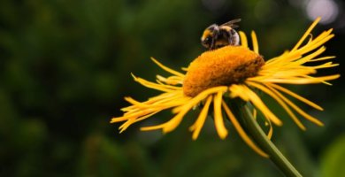 abeja posada sobre flor amarilla