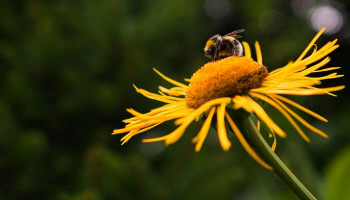 abeja posada sobre flor amarilla