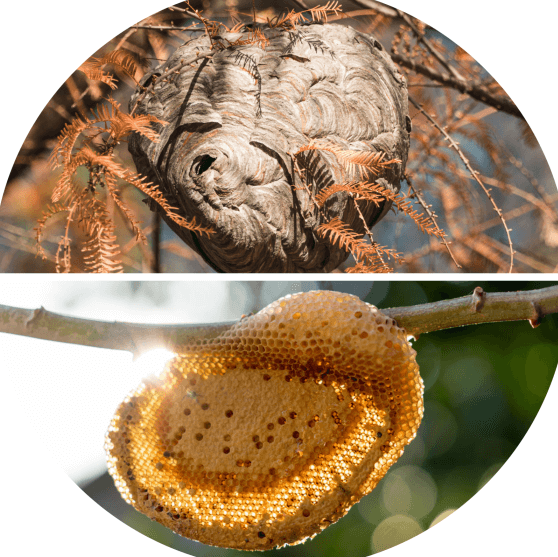 nidos de avispa y abeja colgando de ramas