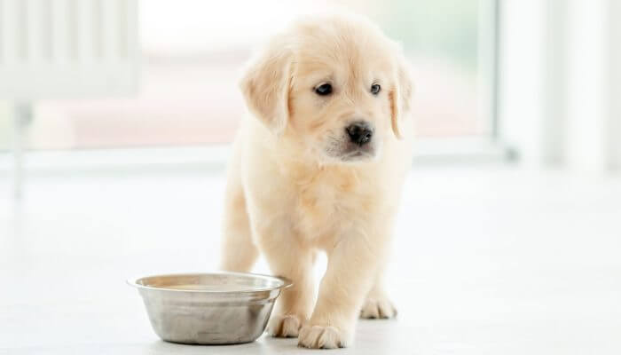 cachorro blanco junto a su tazon de comida