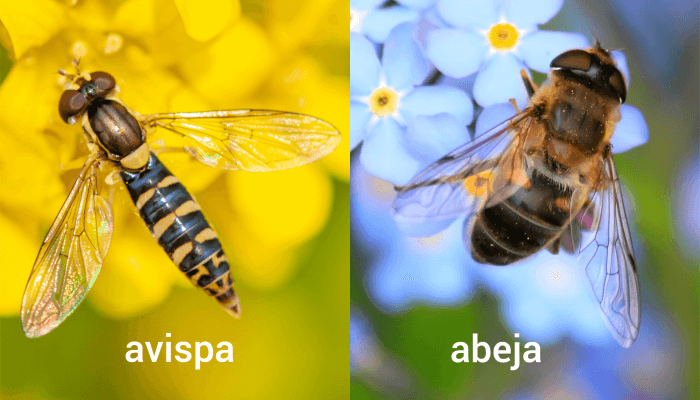 avispa y abeja recolectando nectar en flores