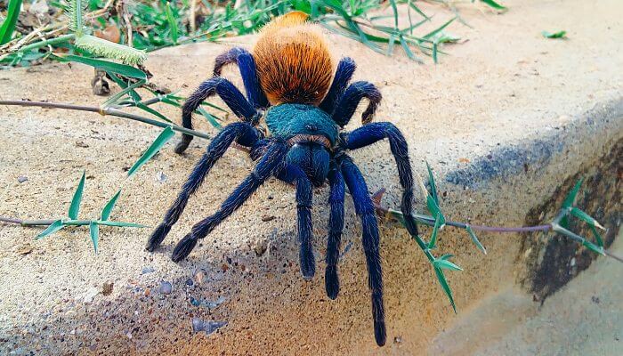 tarantula azul y naranja caminando libremente