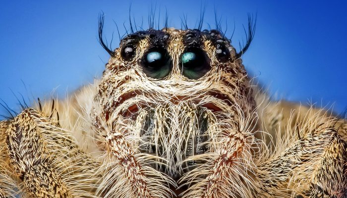 tarantula peluda mostrando sus ojos