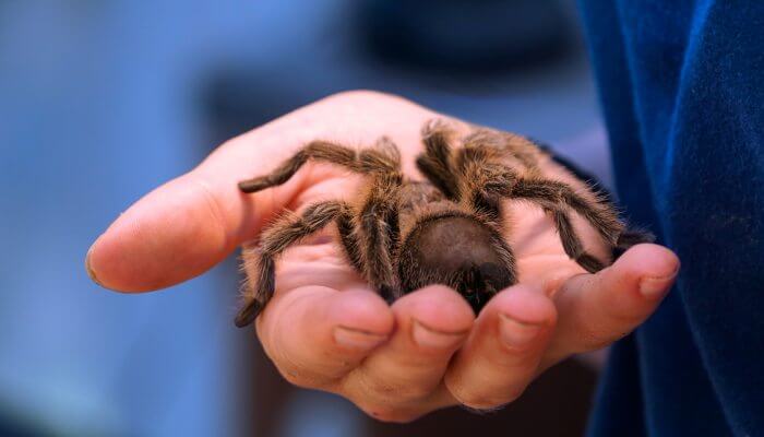 mano sosteniendo una tarántula marron