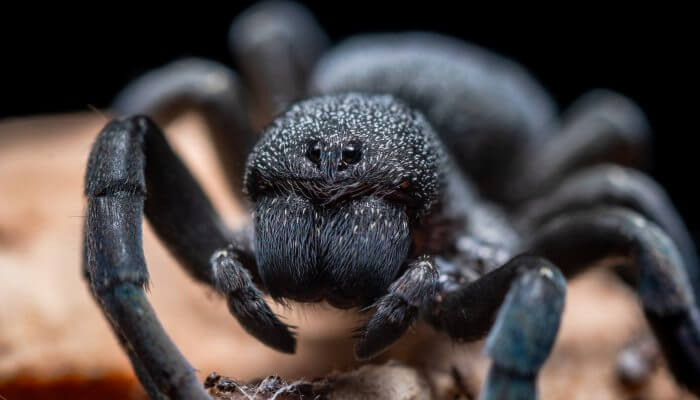 hermosa tarantula completamente negra