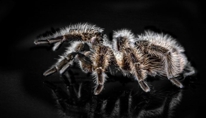 tarantula peluda negra y rosa