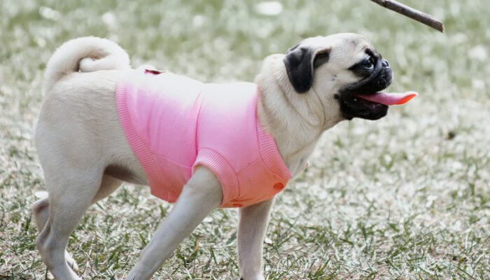 perro pug usando ropa rosada