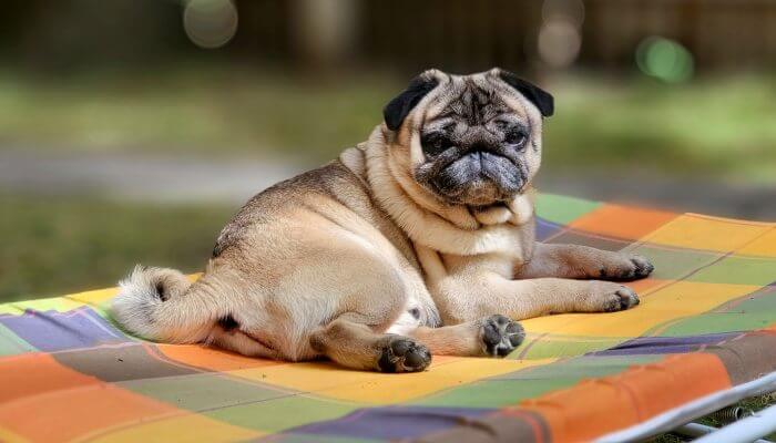 pug cervatillo con mascara negra 