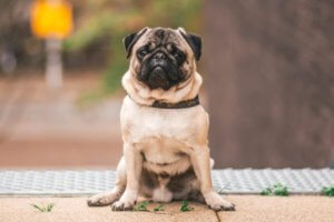 perro pug sentado sobre patas traseras